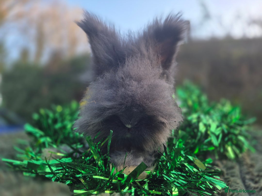 Angora rabbits for sale: 🖤 READY NOW- FULL FACED BLACK ANGORA BUNNIES 🖤 - Advert 4