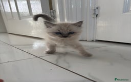 Ragdoll cats for sale: READY TO LEAVE Purebred ragdolls - Image 13