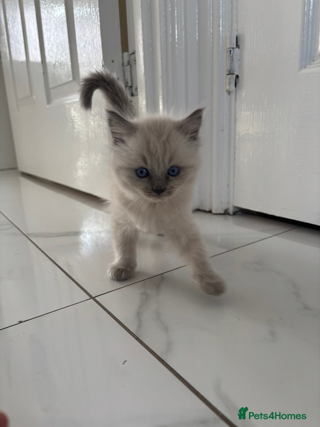 Ragdoll cats for sale: READY TO LEAVE Purebred ragdolls - Image 13