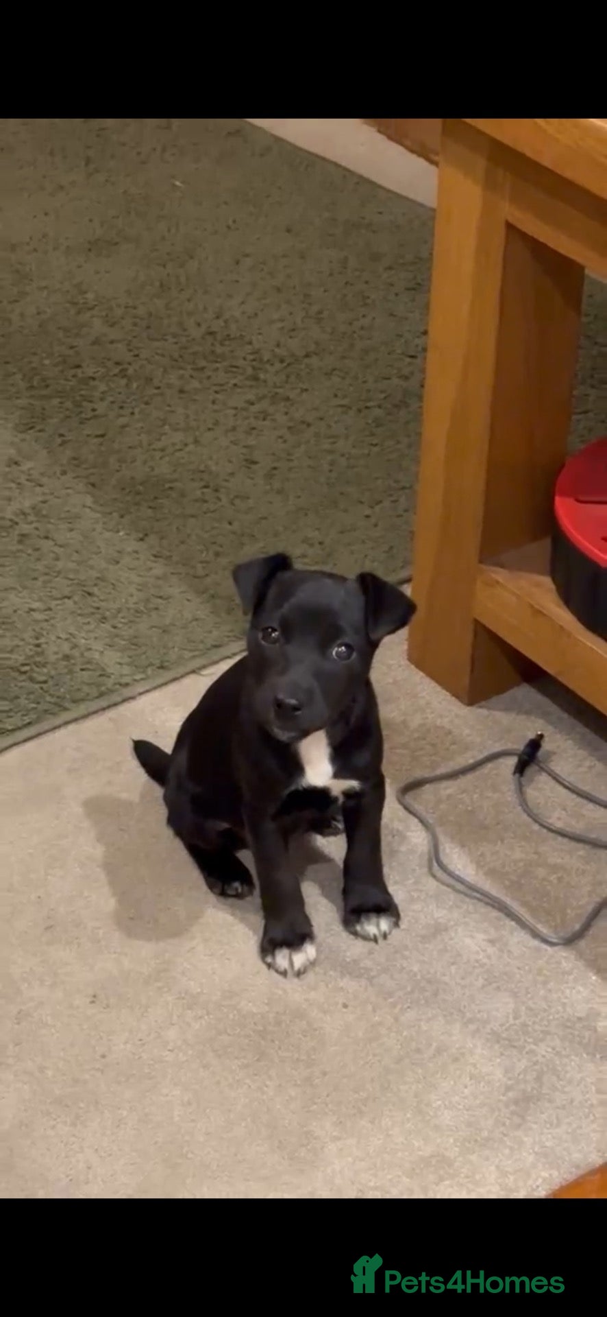 Patterjack dogs Beautiful patterdale female  - Advert 1