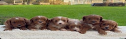Cavapoo dogs for sale: Cavapoo Puppies - Advert 11
