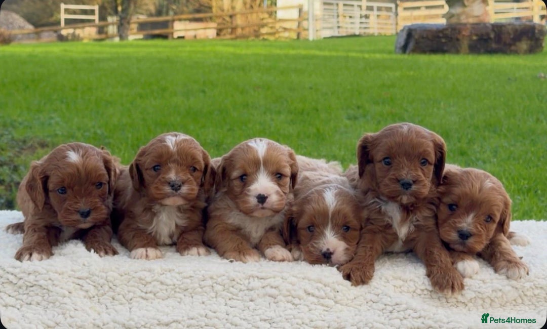 Cavapoo dogs for sale: Cavapoo Puppies - Advert 11