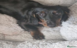 Dachshund dogs for sale: Miniature dashund - Image 1