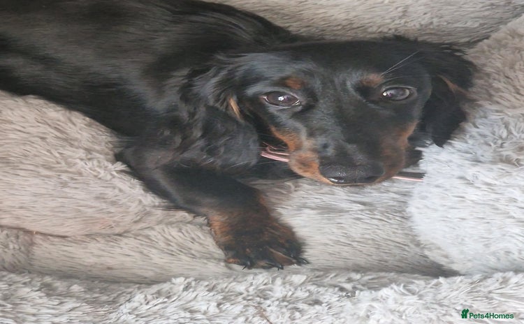 Dachshund dogs - Advert 14