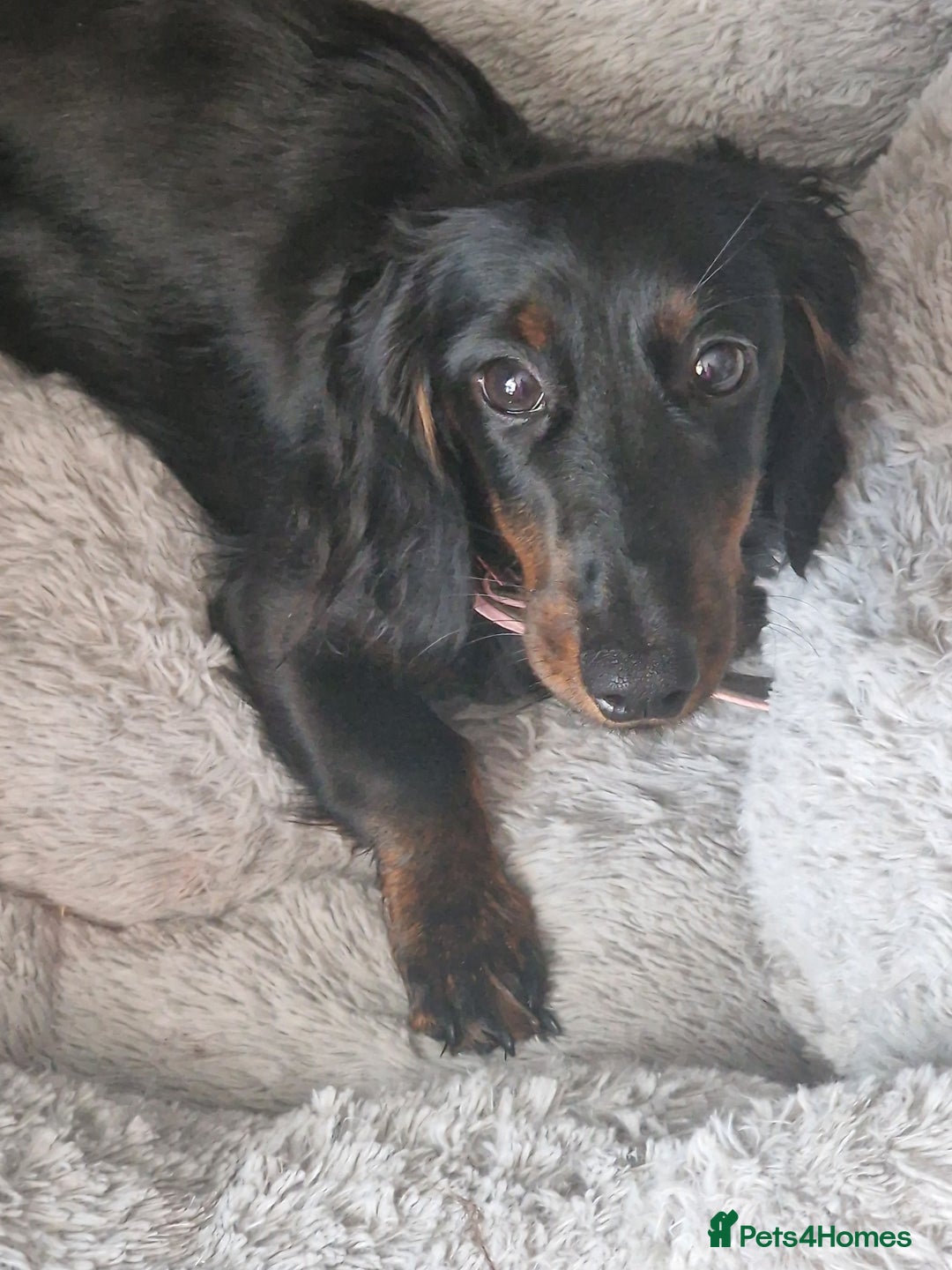 Dachshund dogs for sale: Miniature dashund - Image 1