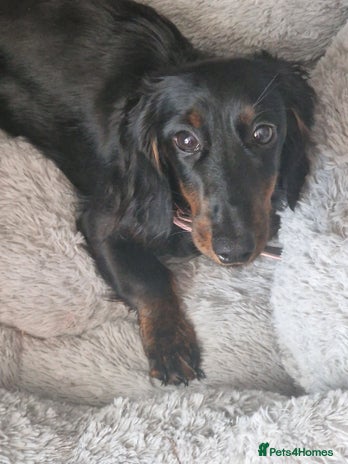 Dachshund dogs - Advert 8