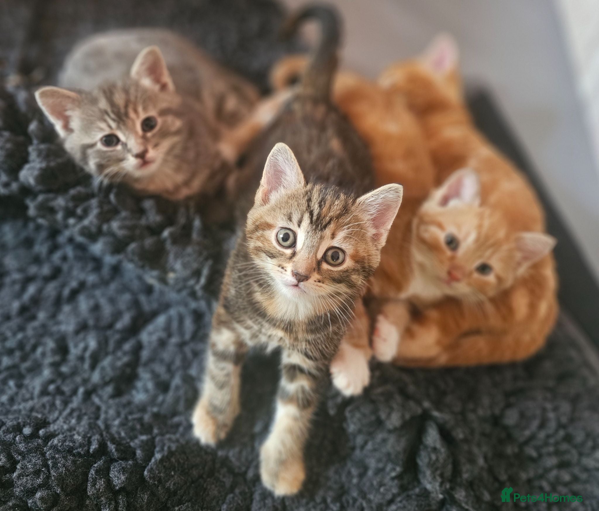 Mixed Breed cats Stunning Long Haired Kittens, rare colours🐾 💗 - Advert 1
