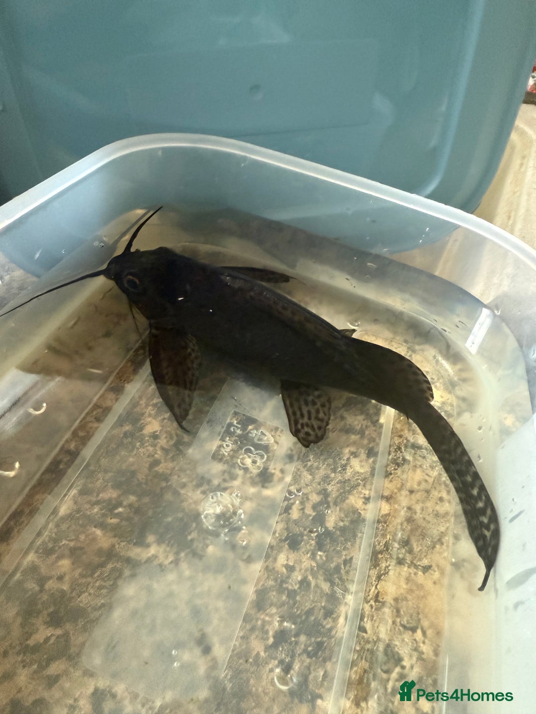 Catfish fish for sale: FREE catfish - Image 2