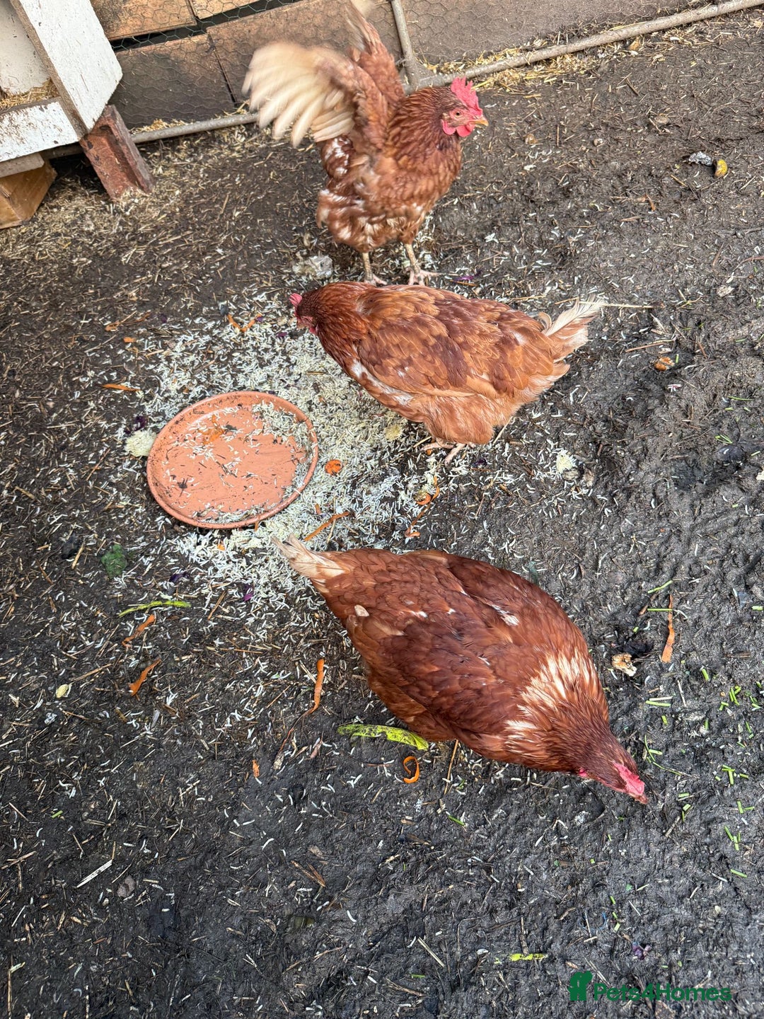 Chickens poultry for sale: 2 lohman brown need to be rehomed  - Advert 3