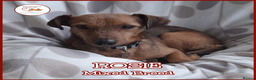 Mixed Breed dogs for adoption: ROSIE FOR ADOPTION IN CORNWALL/DEVON - Advert 1