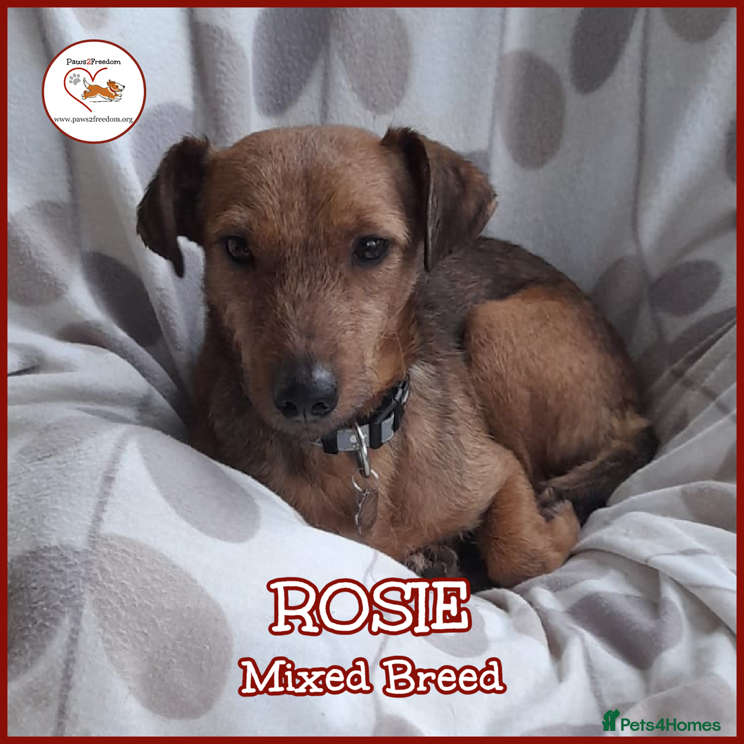 Mixed Breed dogs for adoption: ROSIE FOR ADOPTION IN CORNWALL/DEVON - Advert 1
