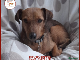 Mixed Breed dogs ROSIE FOR ADOPTION IN CORNWALL/DEVON - Advert 18