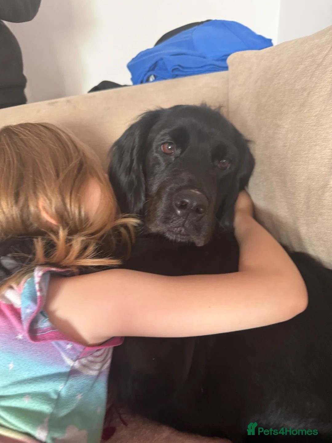 Mixed Breed dogs for sale: Lovely Cocker spaniel cross Rottweiler  - Advert 2