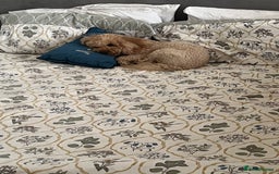 Cavapoo dogs for sale: Cavapoo for rehoming - Advert 4