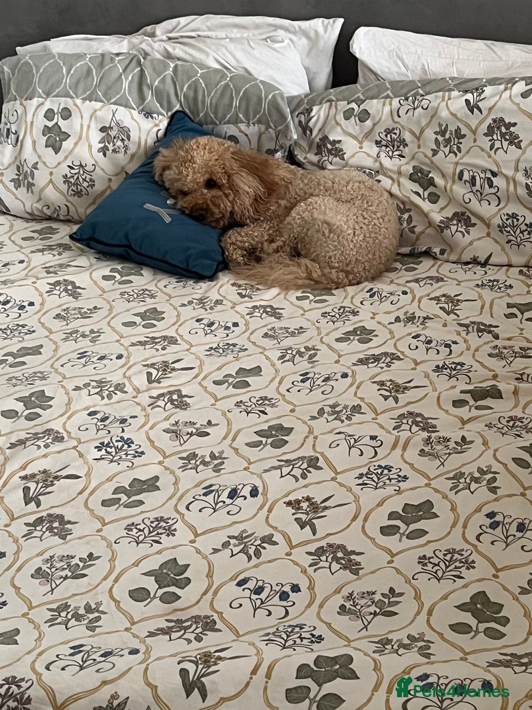 Cavapoo dogs for sale: Cavapoo for rehoming - Advert 4