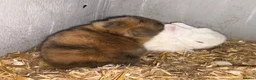 Netherland Dwarf rabbits for sale: 4 Netherland dwarf rabbits - Advert 1