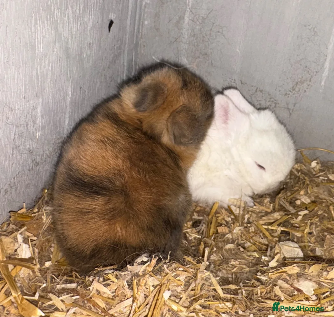 Netherland Dwarf rabbits for sale: 4 Netherland dwarf rabbits - Advert 1