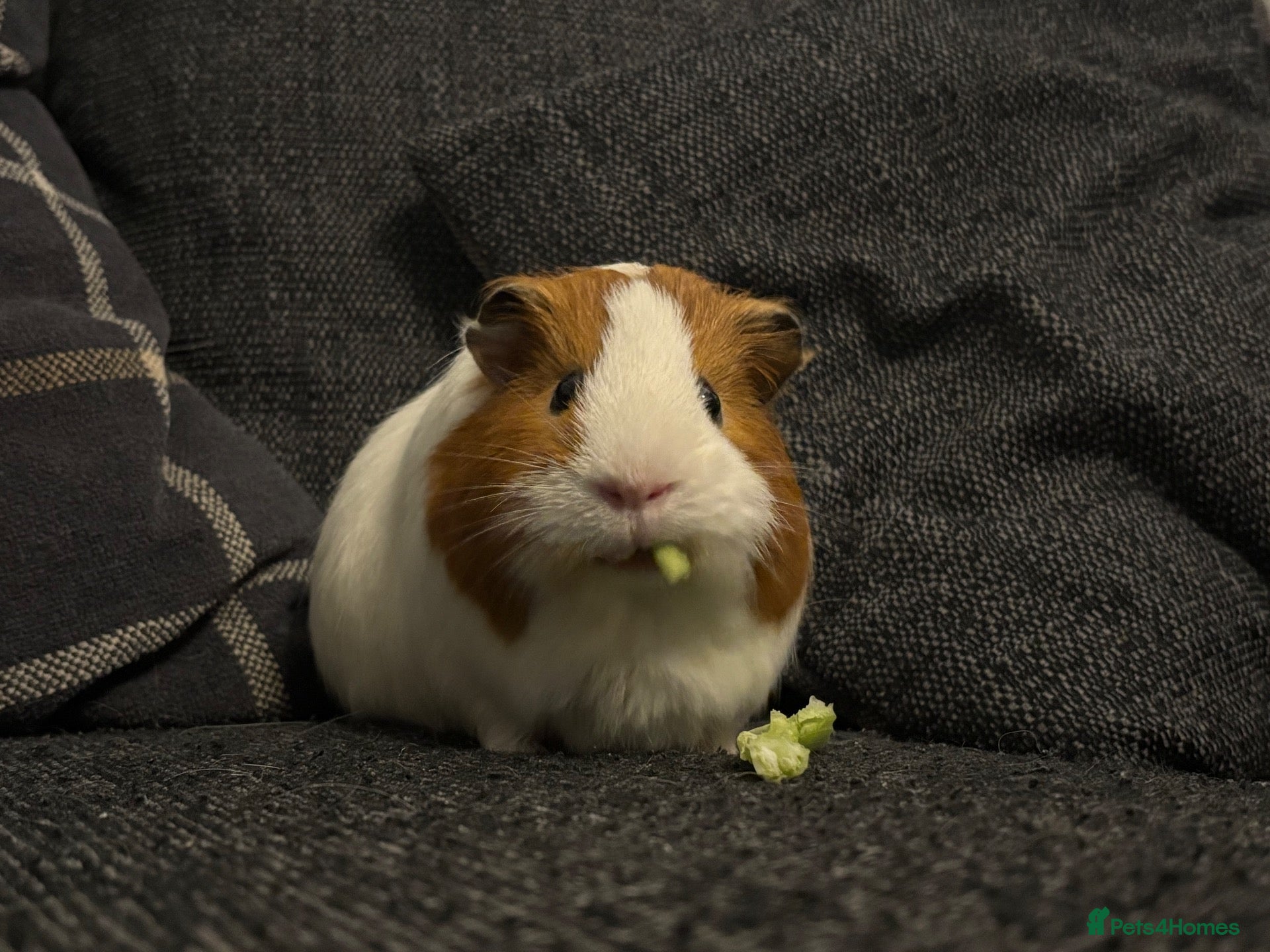 Guinea Pig rodents 2 Year Old Boar  - Advert 2