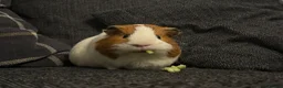 Guinea Pig rodents for sale: 2 Year Old Boar  - Advert 1