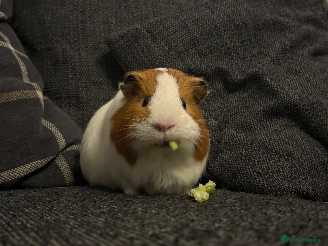 Guinea Pig rodents for sale: 2 Year Old Boar  - Advert 1