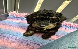 Cavapoo dogs for sale: READY NOW! Adorable Phantom F1b Cavapoo puppies  - Image 26