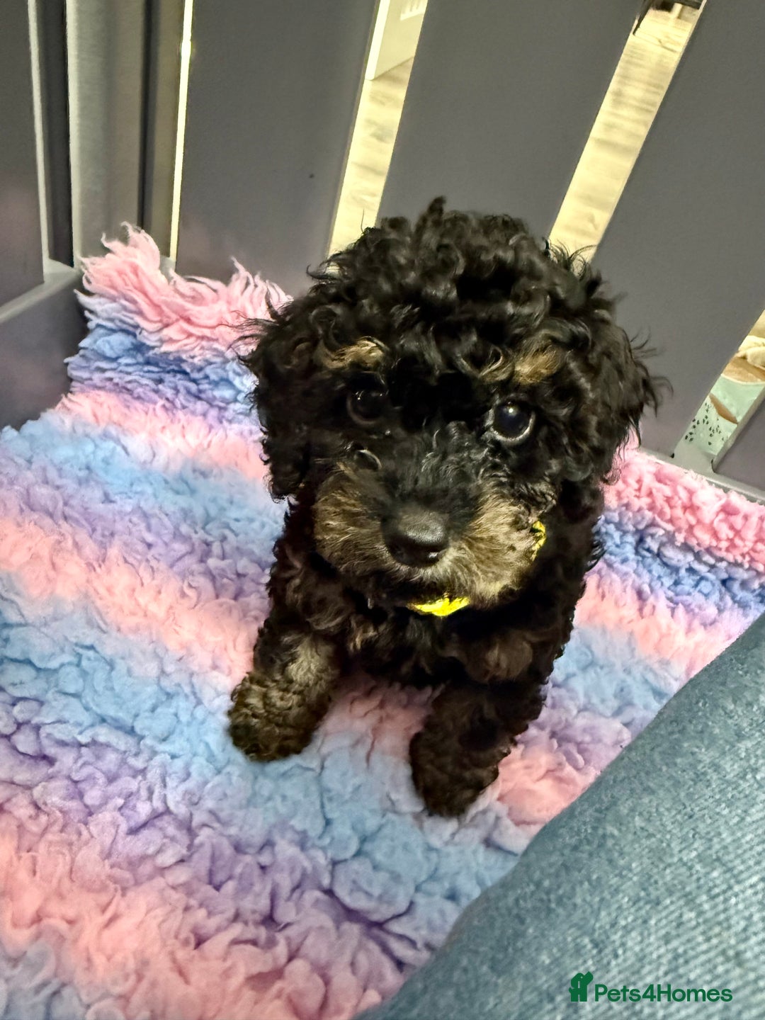 Cavapoo dogs for sale: READY NOW! Adorable Phantom F1b Cavapoo puppies  - Image 26
