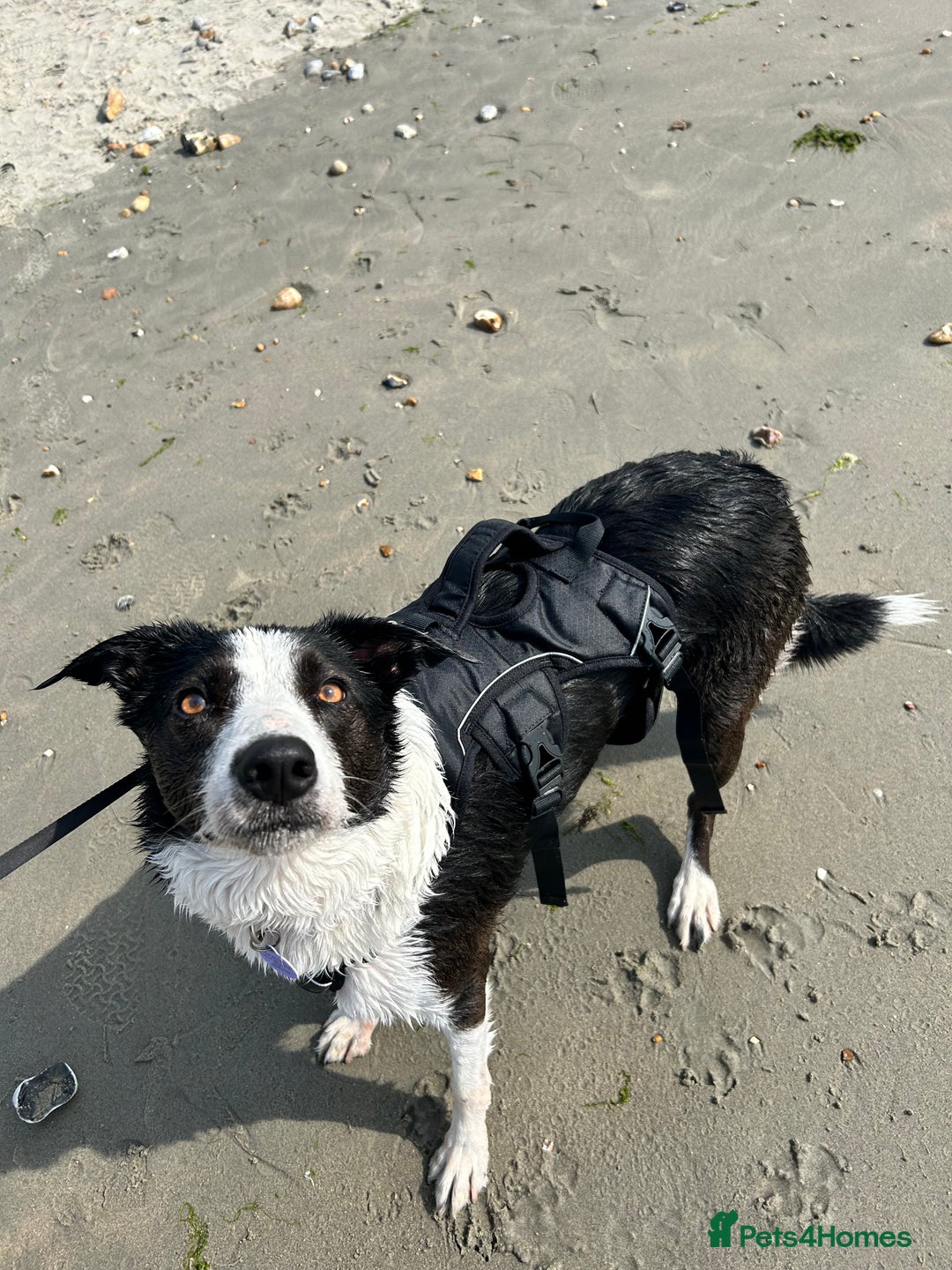 Border Collie dogs for sale: Sad rehome due to change in circumstances  - Image 4