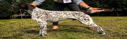 German Shorthaired Pointer dogs for stud: ✨FULLY HEALTH TESTED✨ Proven GSP stud in Llandrindod Wells - Advert 5