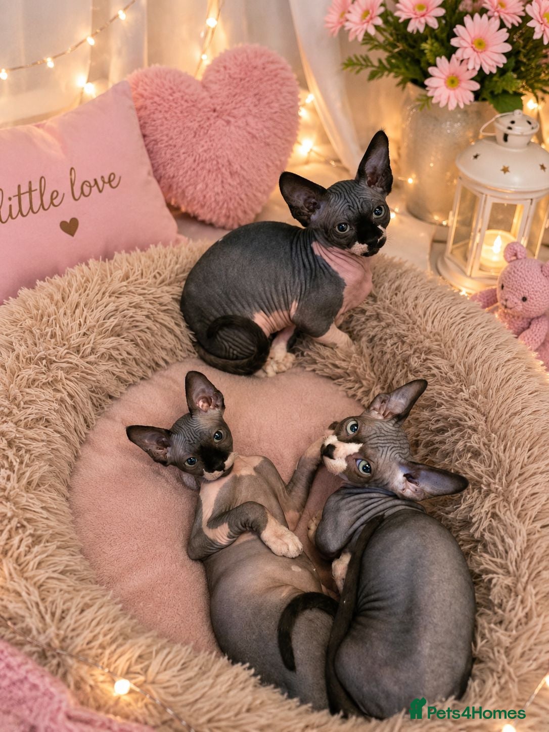 Sphynx cats Ready Sphynx Kittens Looking for Their Forever 🏰 - Advert 18