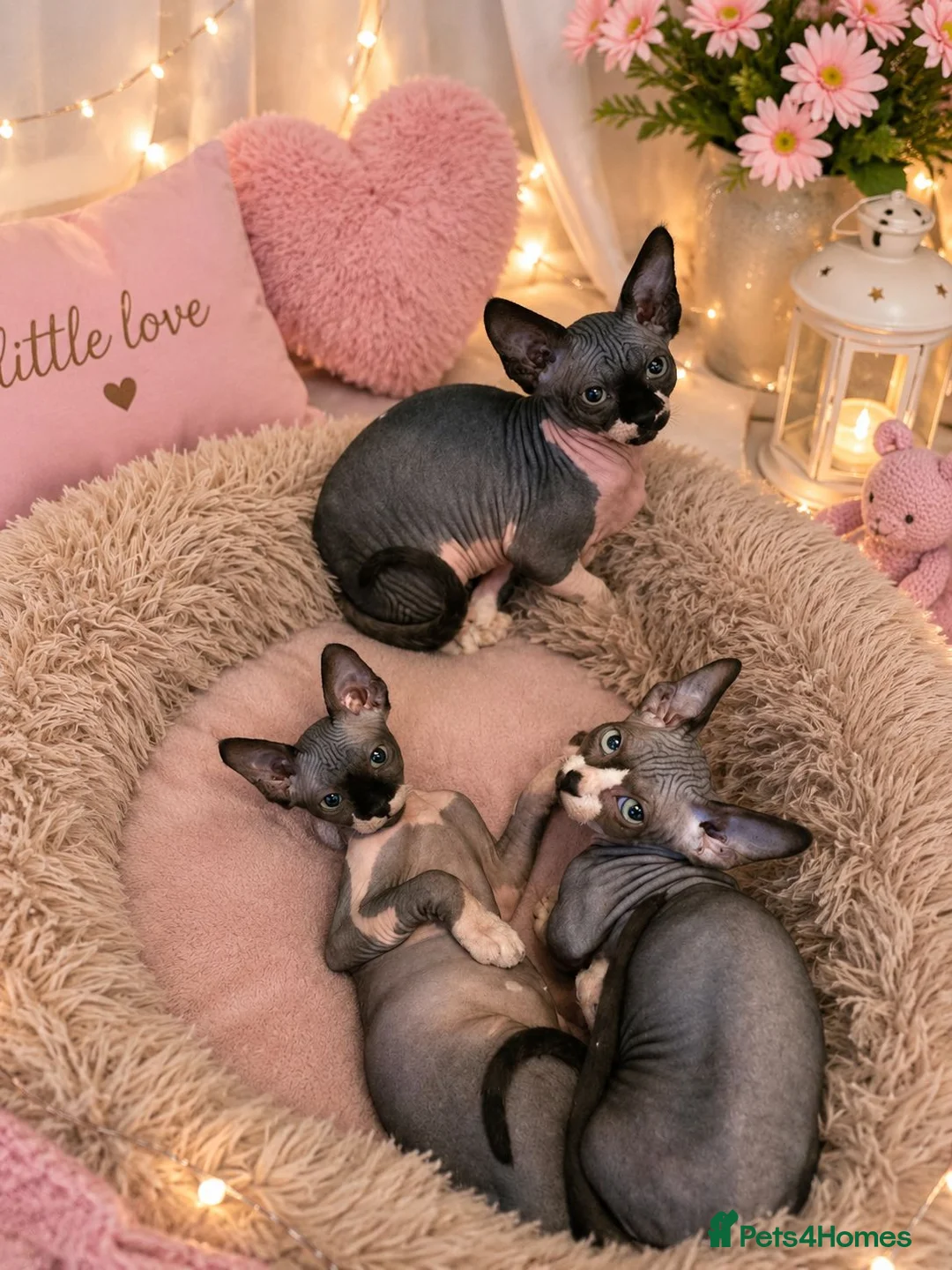 Sphynx cats for sale: Ready Sphynx Kittens Looking for Their Forever 🏰 - Advert 2