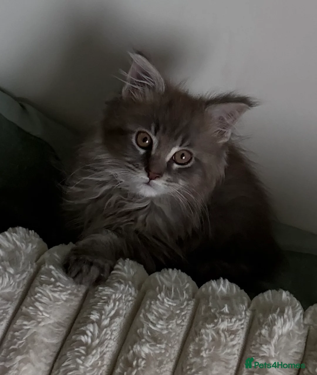 Maine Coon cats for sale: Beautiful Maine Coon looking for the perfect home. in Ardrossan - Advert 8