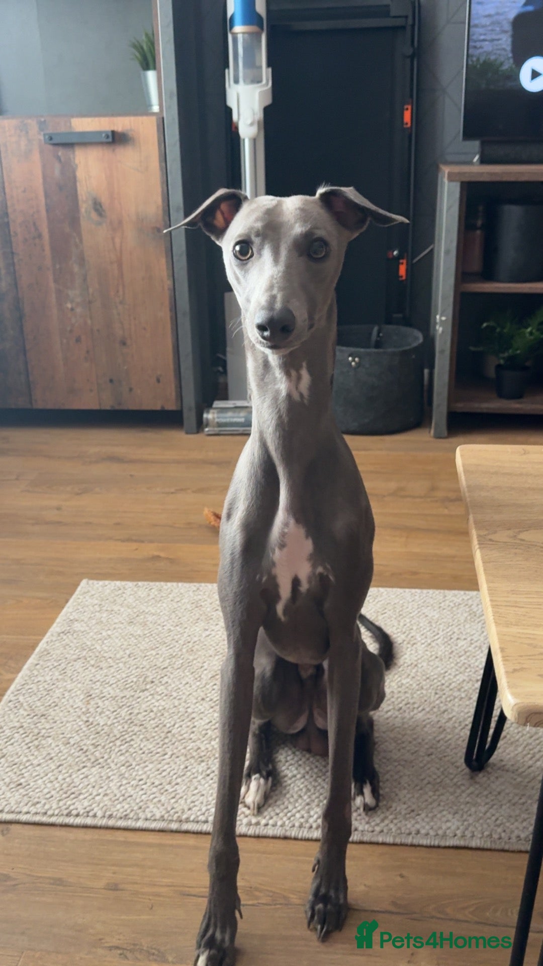 Whippet dogs Male blue whippet 1 year - Advert 3