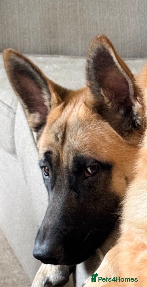 Mixed Breed dogs 9 month old GSD X Malinois X Husky - Advert 3