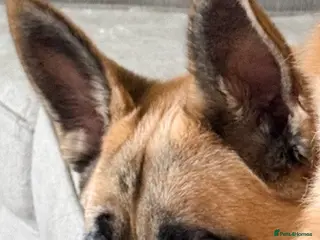 Mixed Breed dogs 9 month old GSD X Malinois X Husky - Advert 15