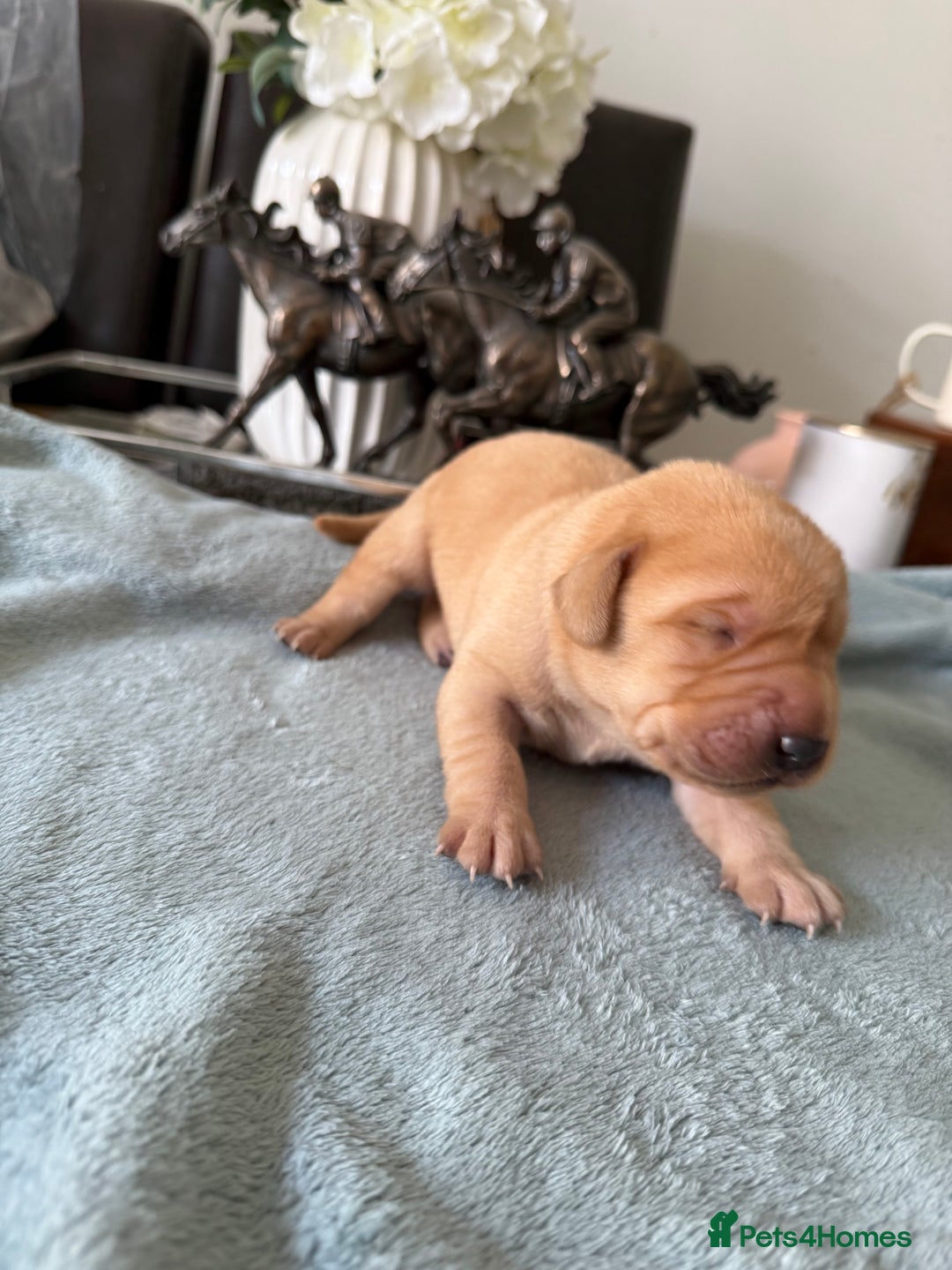 Labrador Retriever dogs for sale: Perfect lab puppy’s  - Image 9