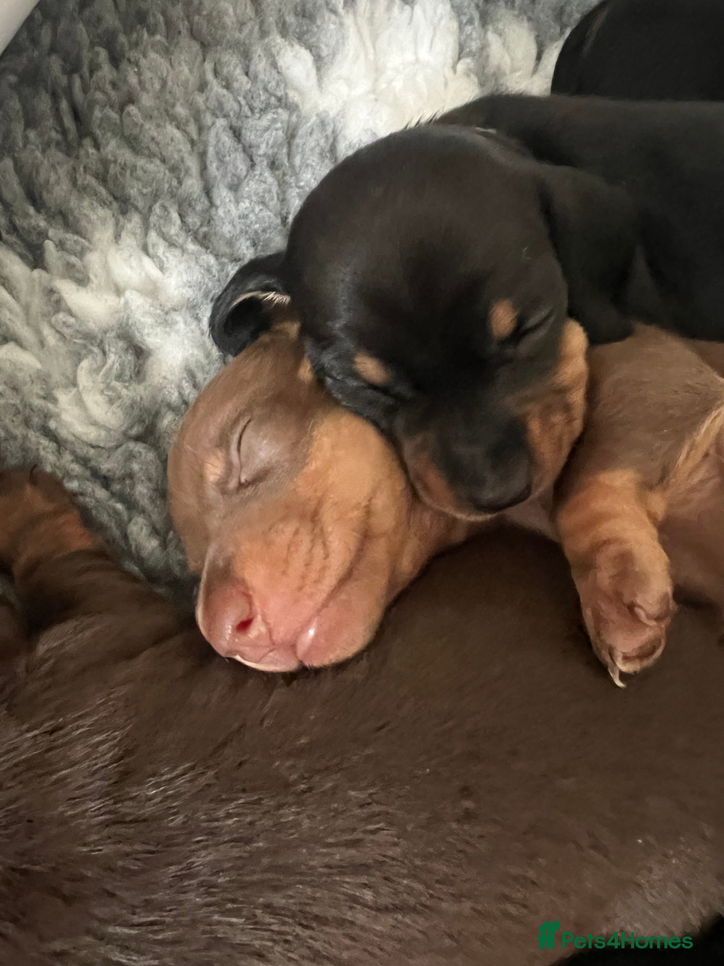 Miniature Dachshund dogs KC registered Miniature Dachshunds  - Advert 3