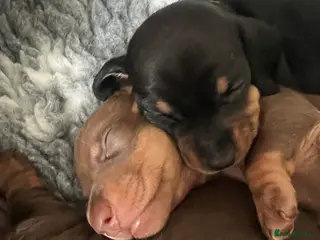 Miniature Dachshund dogs KC registered Miniature Dachshunds - Advert 3