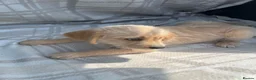 Labradoodle dogs for sale: Labradoodle puppys - Advert 12