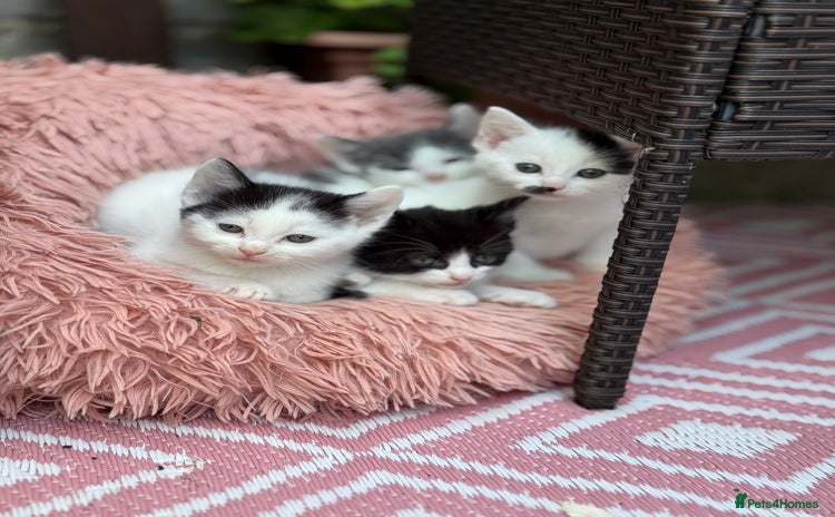 Mixed Breed cats - Advert 14