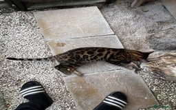Bengal cats for sale: SHOW QUALITY BENGAL BOY Tica/Active - Image 4