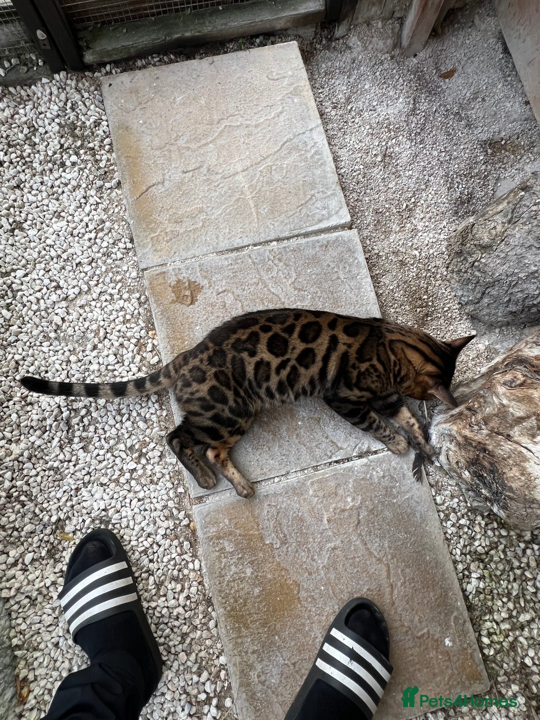 Bengal cats for sale: SHOW QUALITY BENGAL BOY Tica/Active - Image 4