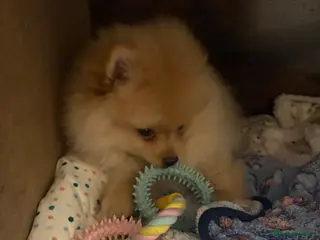 Pomeranian dogs Cream KC reg Pomeranian boy in Market Drayton - Advert 1