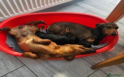 Miniature Dachshund dogs for stud: MINIATURE DACHSHUND -Crufts qual & champion lines in Atherstone - Image 7