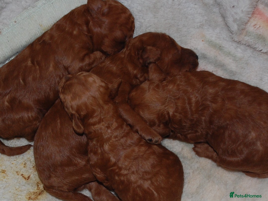 Toy Poodle dogs for sale: Beautiful solid red KC toy poodle - Advert 2