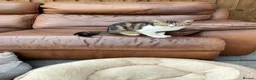 Mixed Breed cats for sale: Two beautiful kittens ! - Advert 2