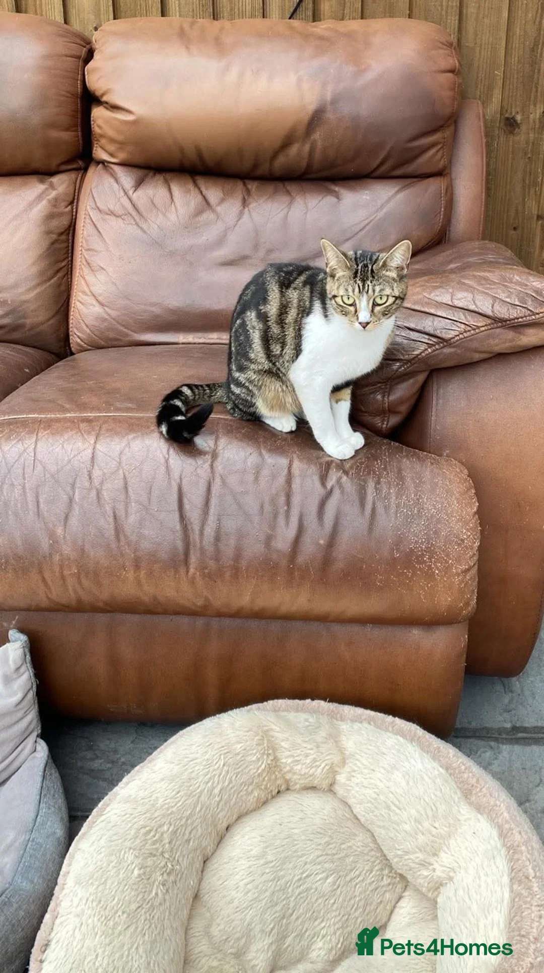 Mixed Breed cats for sale: Two beautiful kittens ! - Advert 2
