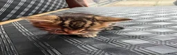 Mixed Breed cats for sale: 3 beautiful female kittens  - Advert 11