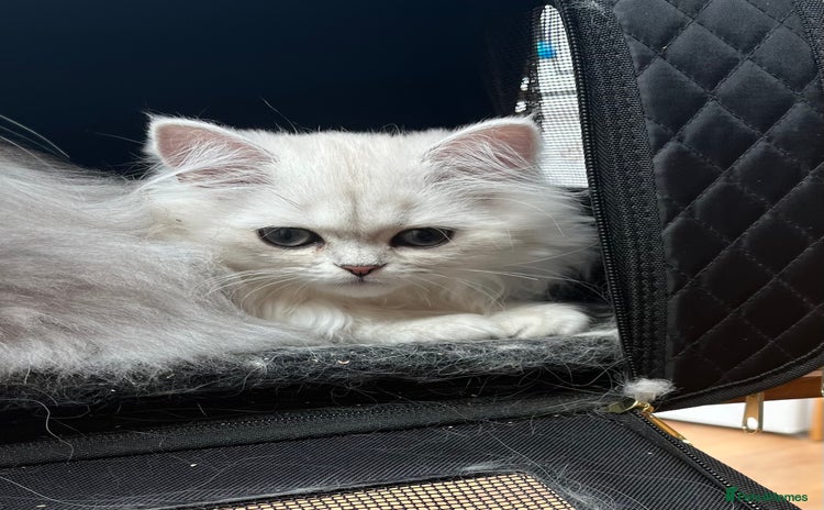 Persian cats - Advert 2