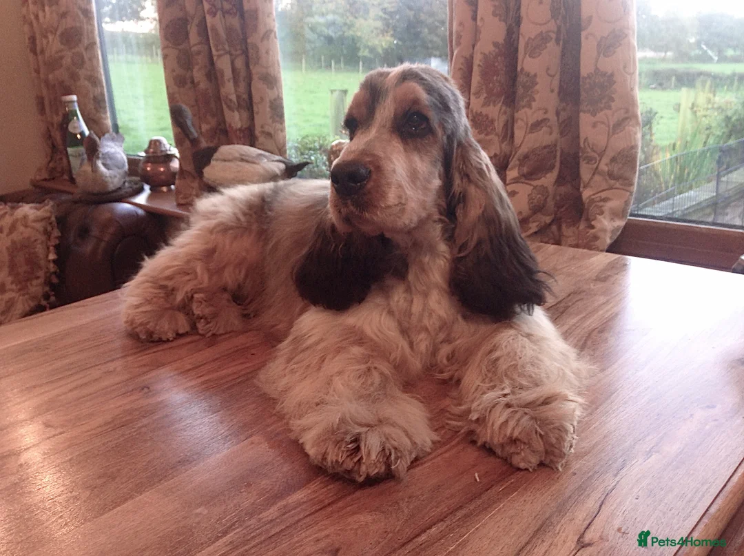 Cocker Spaniel dogs for stud: Stunning, Sable Show Cocker Stud, Health Tested. in Market Drayton - Advert 2