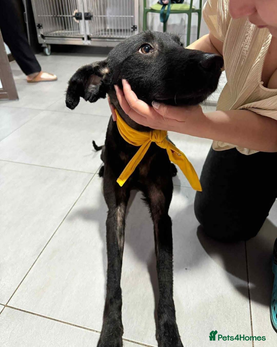 Mixed Breed dogs for adoption: Dashing Daniel - Advert 3